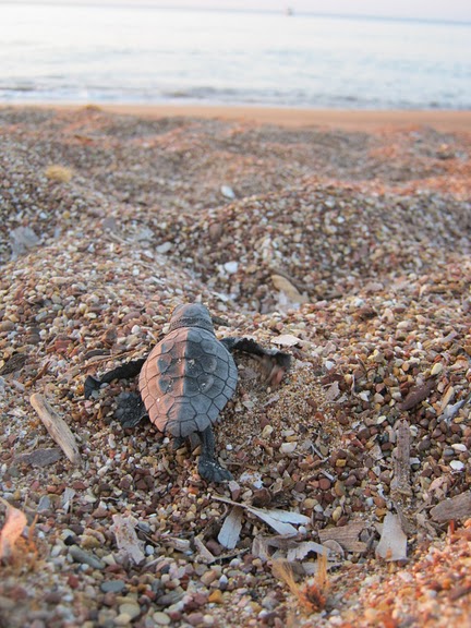 sea turtle starting its dangerous live