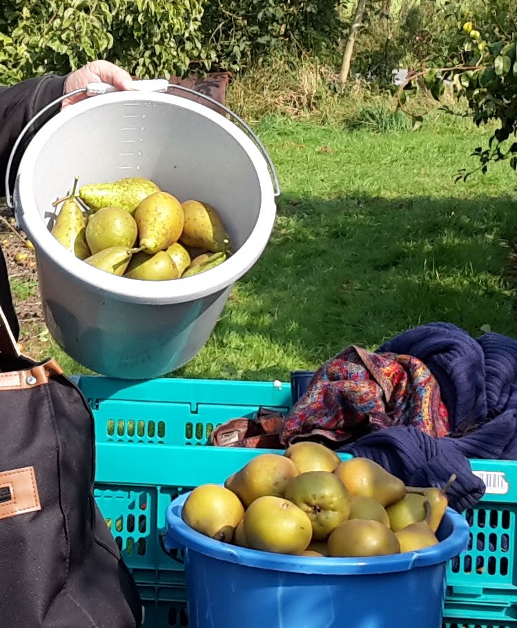 peren van Loots Fruitteler