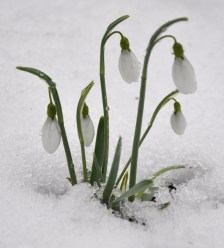 sneeuwklokjes2